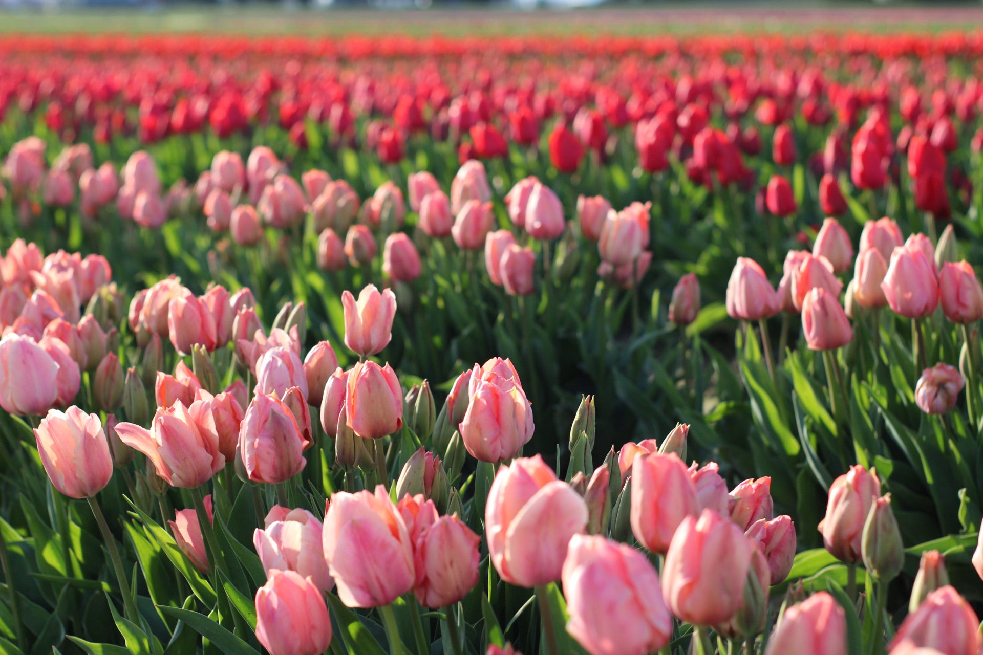 Vibrant pink and red tulips blooming in a sunny field during spring