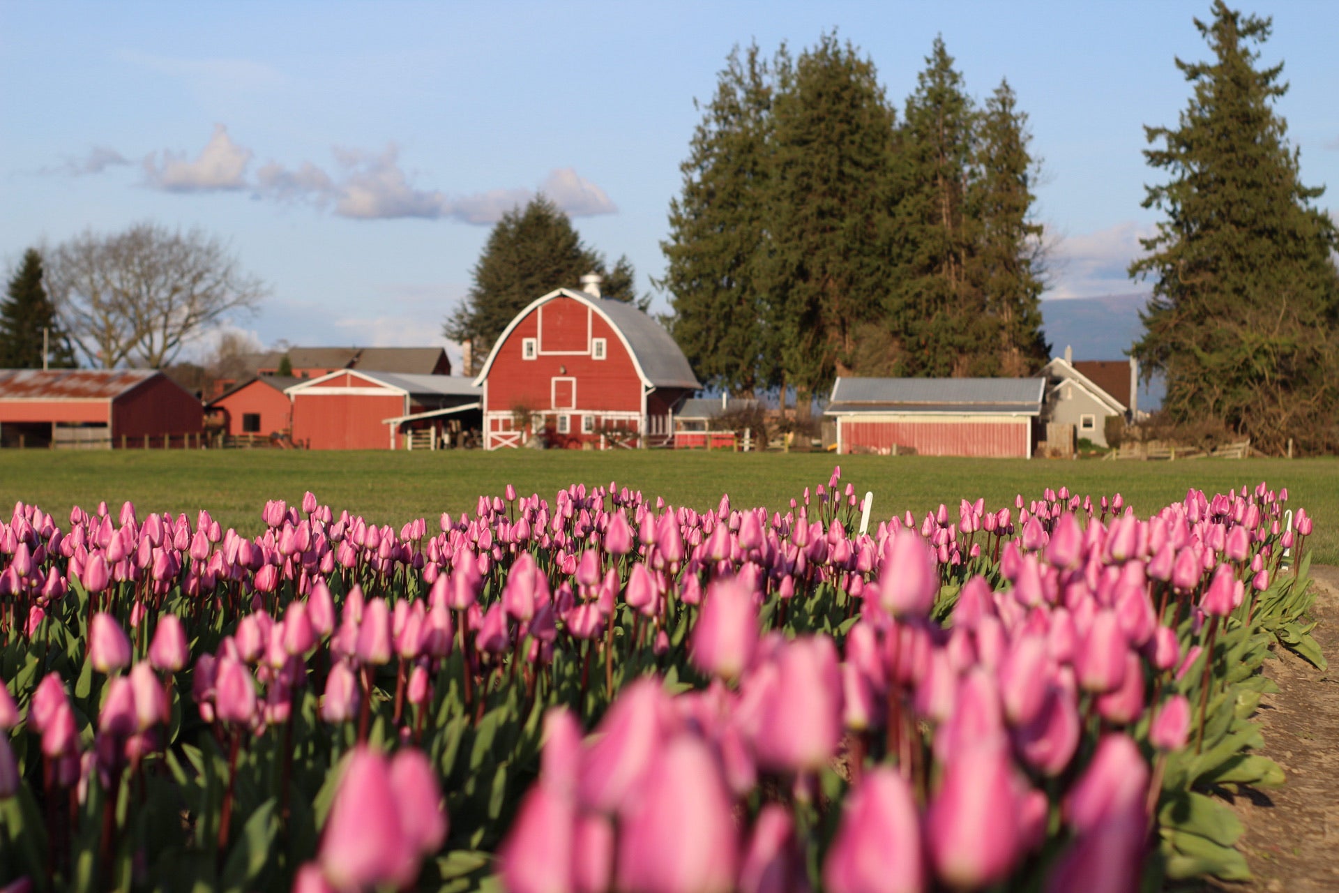 Field of Light & Dreamy pink tulips with a red barn in the soft-focus background