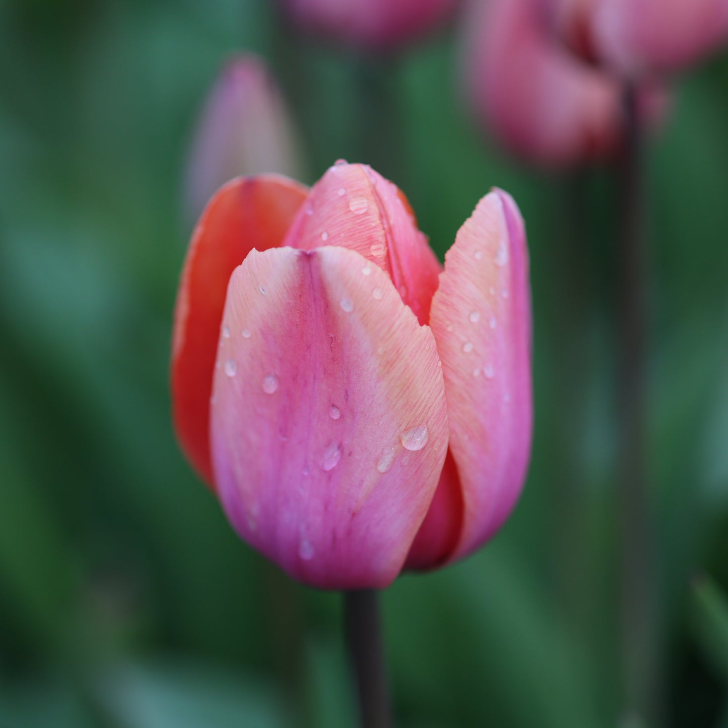 Apricot Impression
