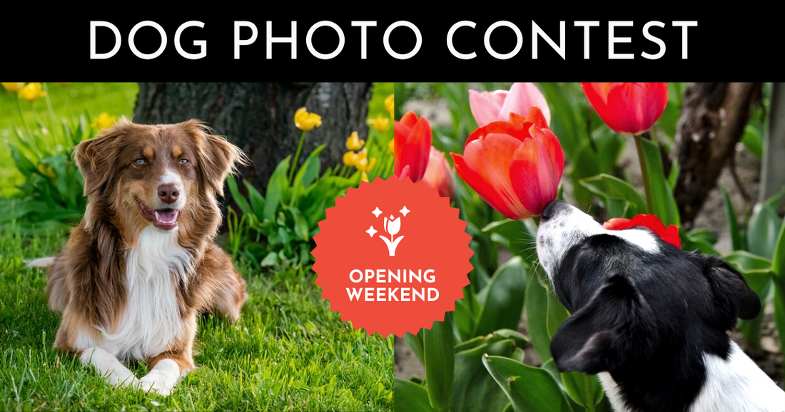 Opening Weekend Dog Photo Contest