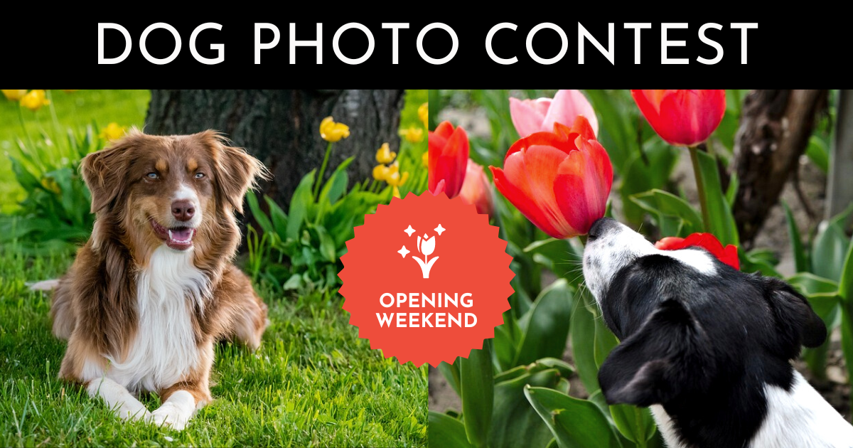 Opening Weekend Dog Photo Contest – Tulip Town