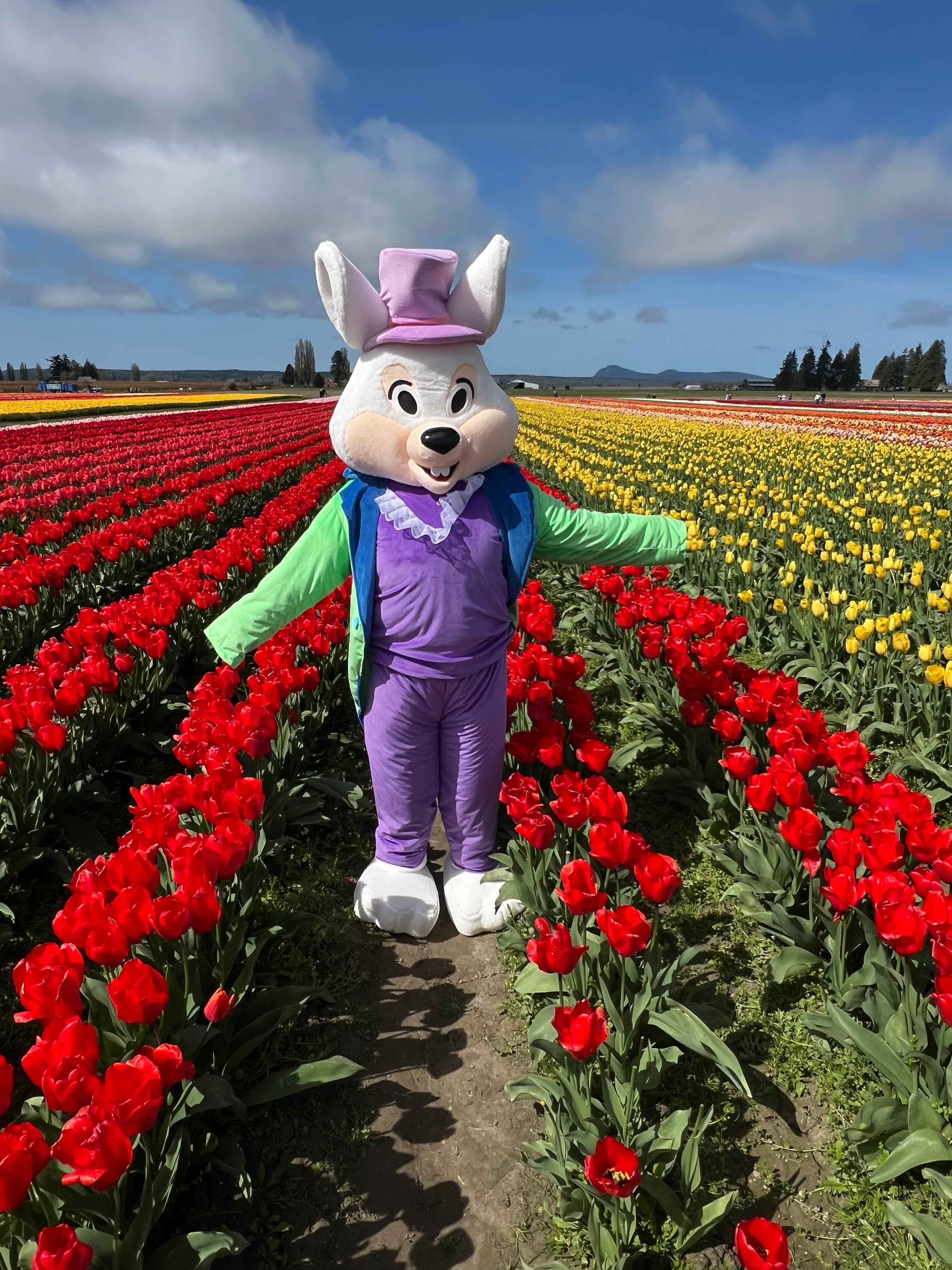 Easter bunny standing in a colorful field of blooming tulips on a sunny spring day
