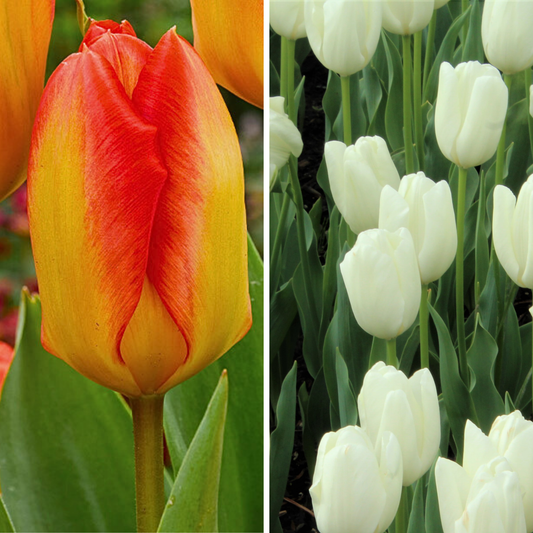 Candela Festival & Hakuun Mix