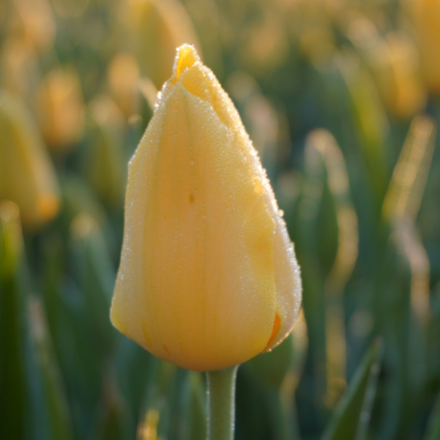 Hella Lights, a yellow tulip with water droplets in a field of tulips during sunset.