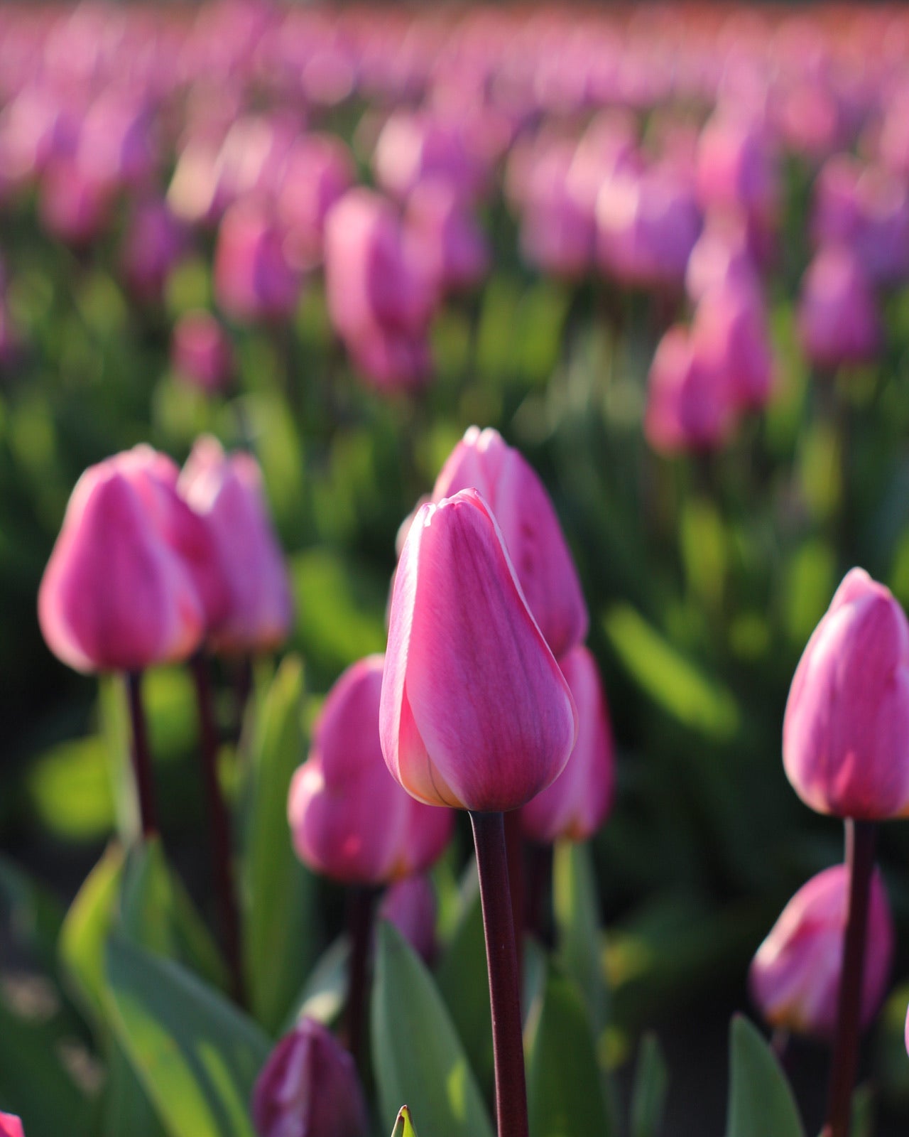Close-up of a Light & Dreamy tulip with soft pink petals