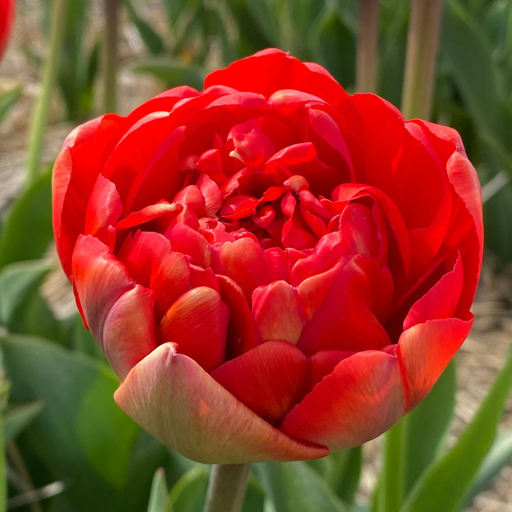 Tulip Double Late 'Marie Jo' Pre-Order for Fall 2024 from Leo