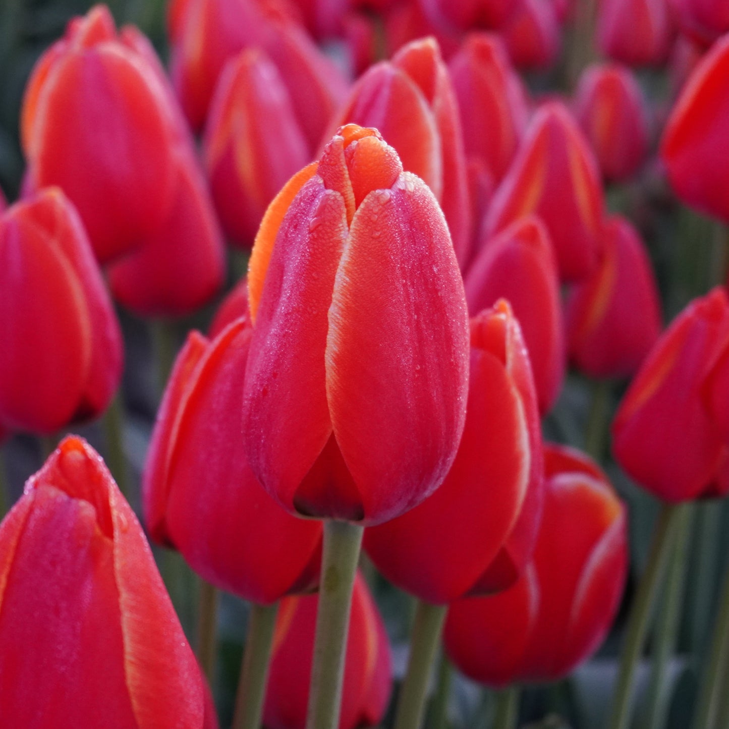 Close-up of vibrant red tulips with a blurred background